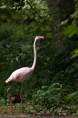 Flamingo (15 von 21).jpg